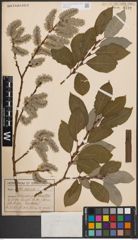 Foto von Salix caprea L.